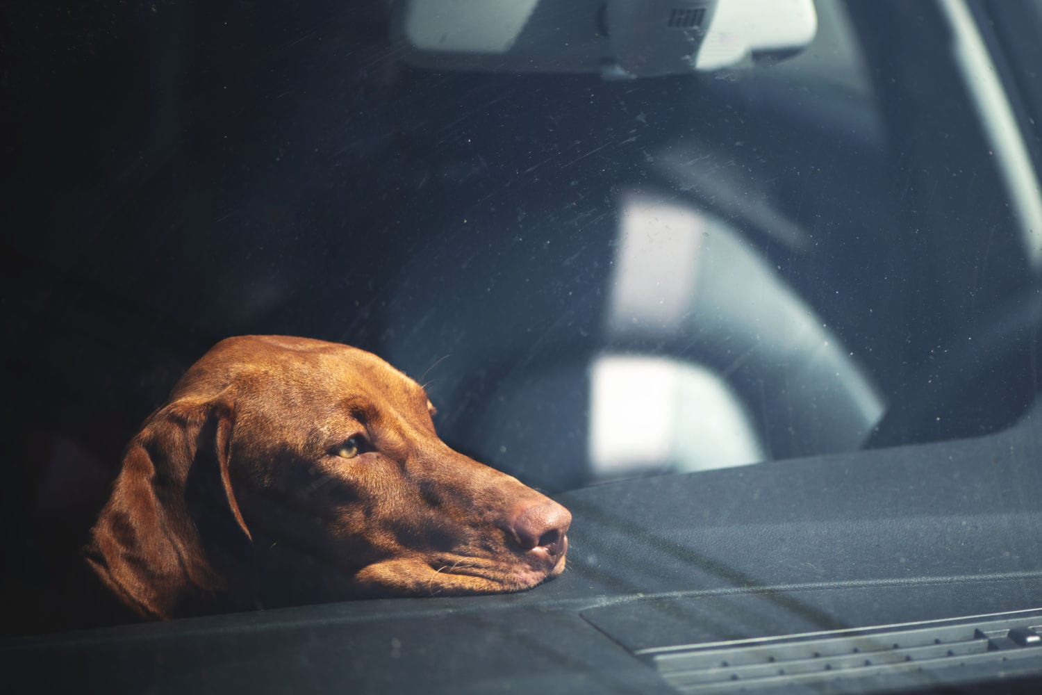 Vet Home Certs: Your Easy Way to Get Pet Certificates